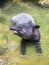 Tapir in shallow water