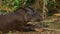 Tapir sleeping in Ecuadorian amazon. Common names: Tapir, Danta