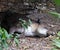 A Tapir sleeping under a tree