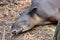 A Tapir Sleeps in the Belize Zoo