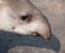 Tapir snout closeup portrait