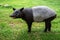Tapir standing.