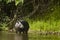 A tapir standing in water