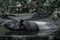 Tapir submerge in water