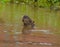 Tapir swimming with head above water in amazon jungle river