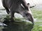 Tapir Taking a Bath