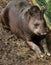 Tapir taking a break