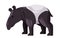 Tapir tapiridae black and white color standing large herbivorous mammals with nose trunk