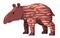 Tapir tapiridae brown stripped standing large herbivorous mammals with nose trunk