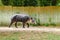 Tapir Tapirus bairdii