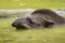 Tapir tapirus Smiling animal