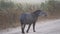 tapir, tapirus terrestris, on Transpantaneira gravel road