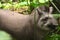 Tapir walking in Madidi National Park