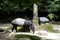 Tapirs in singapore zoo