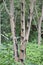 Tapping Japanese lacquer urushi trees (Toxicodendron vernicifluum) in Okukuji area in Japan