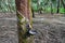 Tapping latex from a rubber tree