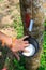 Tapping latex from a rubber tree