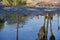 Tar at La Brea Tar Pits