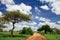 Tarangire national park