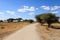 Tarangire National Park landscape, Tanzania, Africa