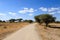 Tarangire National Park landscape, Tanzania, Africa