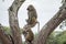 Tarangire National Park, Tanzania - Baboons