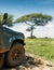 Tarangire National Park, Tanzania`s Manyara Region. Safari Off-road large vehicle dirty front wheel with Lonely tree with