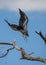 Tarangire National Park, Tanzania - Vulture swooping