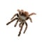 Tarantula against white background