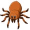 Tarantula Animal Cartoon Colored Clipart