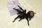 Tarantula, Brachypelma vagans hibrid