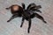 Tarantula, Brachypelma vagans hibrid