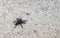 Tarantula brown black crawls on the ground Mexico