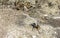 Tarantula brown black crawls on the ground Mexico