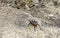 Tarantula brown black crawls on the ground Mexico