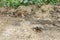 Tarantula brown black crawls on the ground Mexico