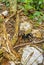 Tarantula brown black crawls on the ground Mexico