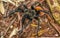 Tarantula brown black crawls on the ground Mexico