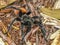 Tarantula brown black crawls on the ground Mexico