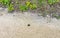 Tarantula brown black crawls on the ground Mexico