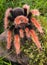 Tarantula climbing mossy rock