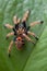 Tarantula climbing up leaf