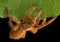 Tarantula crawling on leaf edge