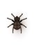 Tarantula, creepy spider flat vector illustration