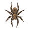 Tarantula.  Exotic pets. Halloween. Spider or arachnid species. Dangerous insects