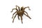 Tarantula, genus Aphonopelma