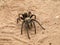 Tarantula (Genus Aphonopelma)