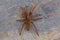 Tarantula of the genus Heterophrictus from Kaas, Satara district,