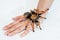 Tarantula on Hand