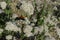 Tarantula Hawk on buckwheat